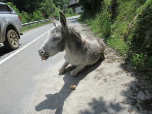 361932279 827565738966800 8754668203715713645 n