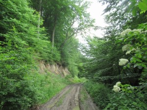 Między Wisłokiem a Sanem 06.2023