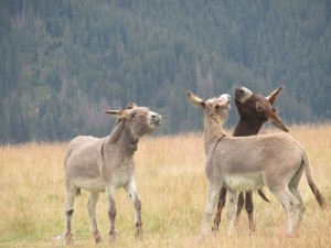 369965234 850865966636777 3239666339781238865 n