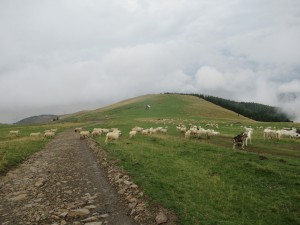 375058946 858791129177594 2946089863338317145 n